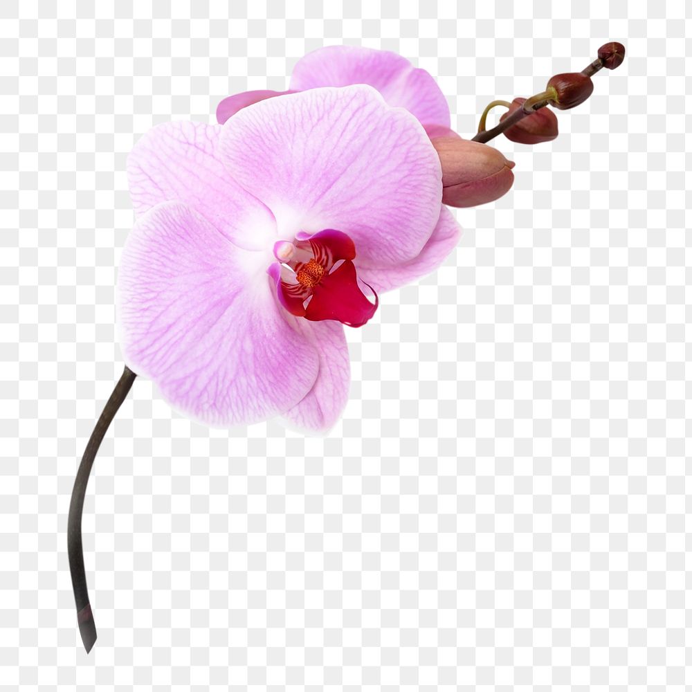 Png pink doritaenopsis orchid, flower clipart, transparent background