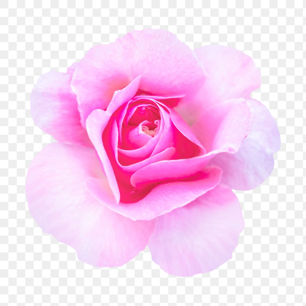 PNG pink queen Elizabeth rose, flower clipart, transparent background