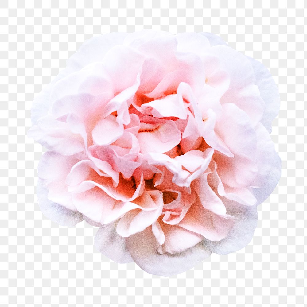 Flower png, pink peony clipart, transparent background
