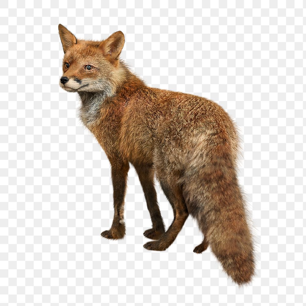 Brown fox png clipart, wildlife, transparent background