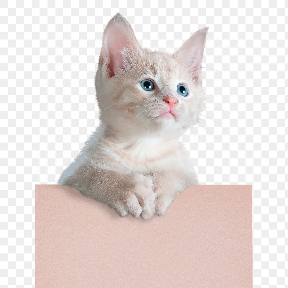 White kitten png, pet, transparent background