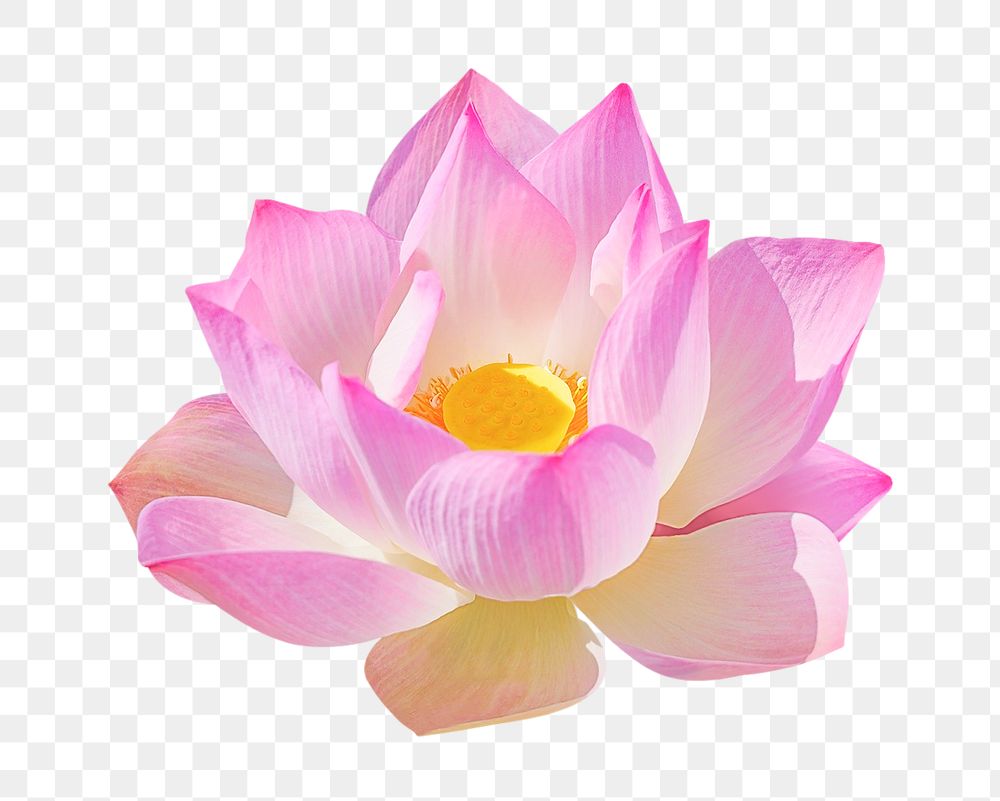 Pink lotus png, flower collage element, transparent background