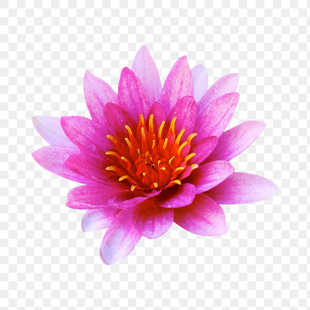Pink flower png, water lily collage element, transparent background