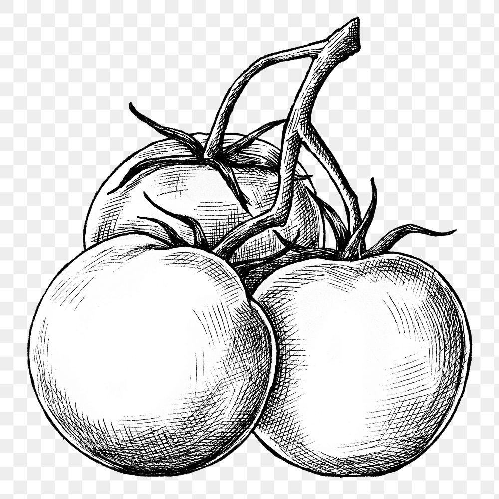 Tomatoes sketch png sticker on transparent background