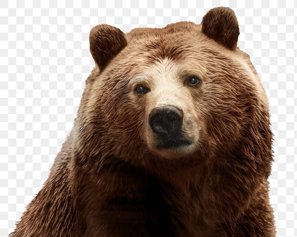 Bear png clipart, wildlife, transparent background