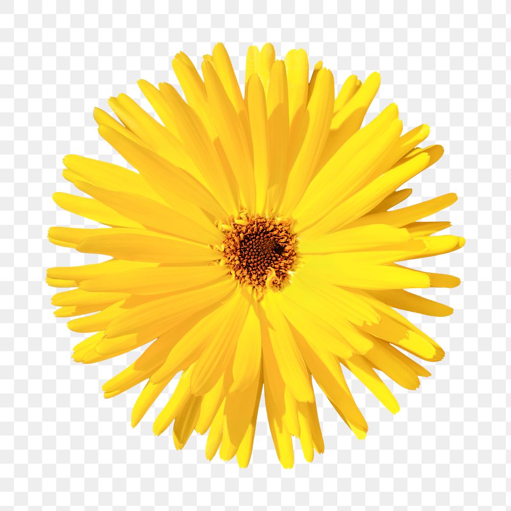 Yellow flower png, gerbera daisy sticker, transparent background