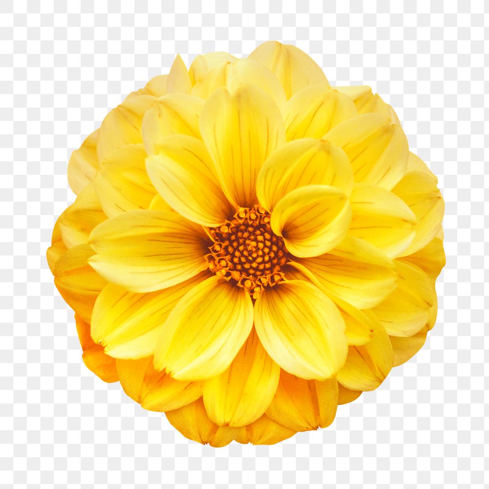 Yellow flower png, dahlia collage element, transparent background