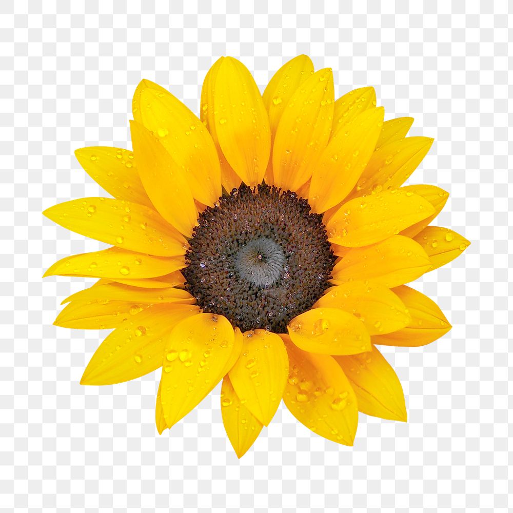 Sunflower png, flower sticker, transparent background