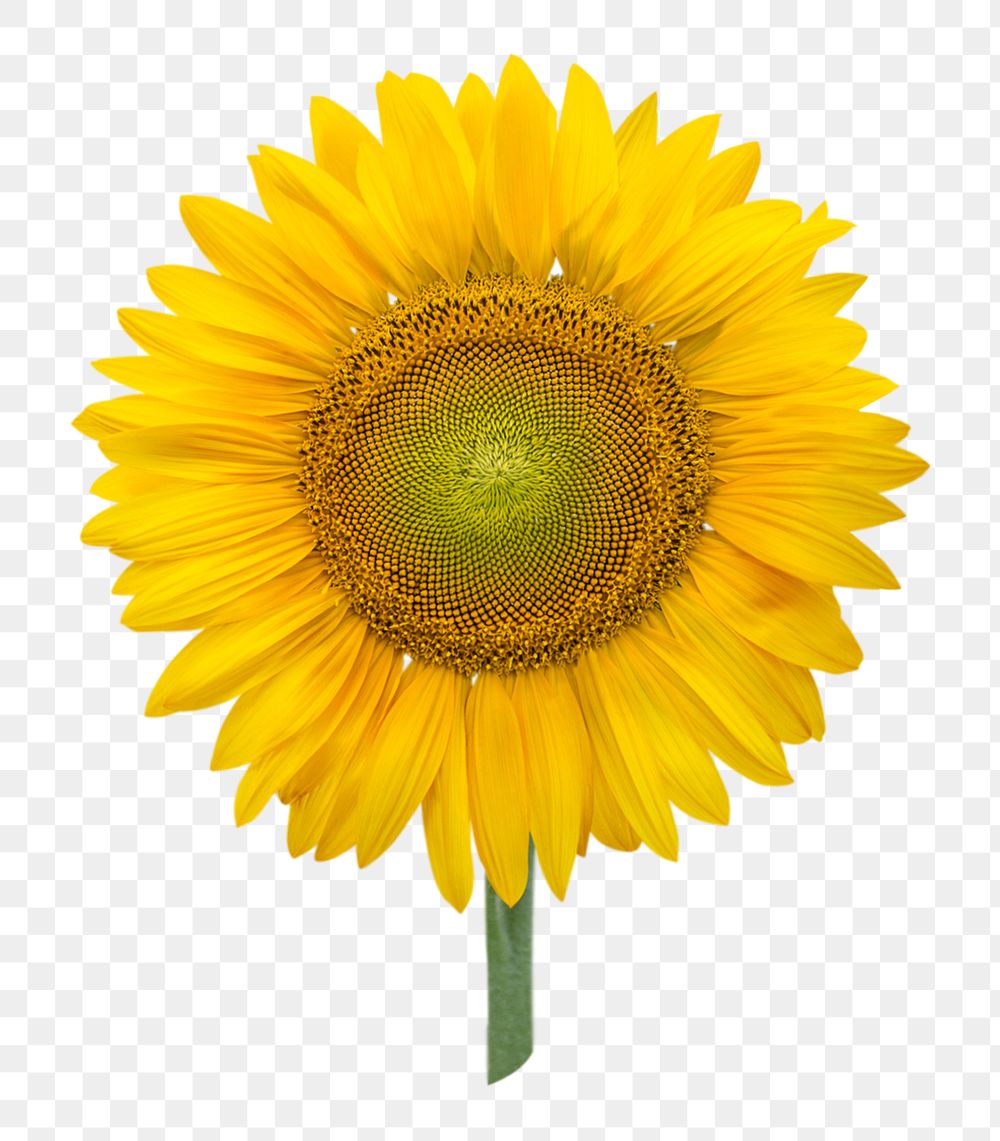 Sunflower png, flower clipart, transparent background