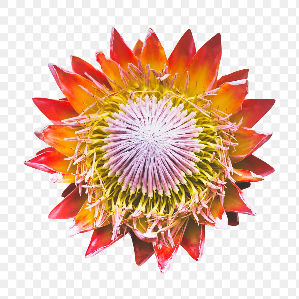 King protea png, flower collage element, transparent background
