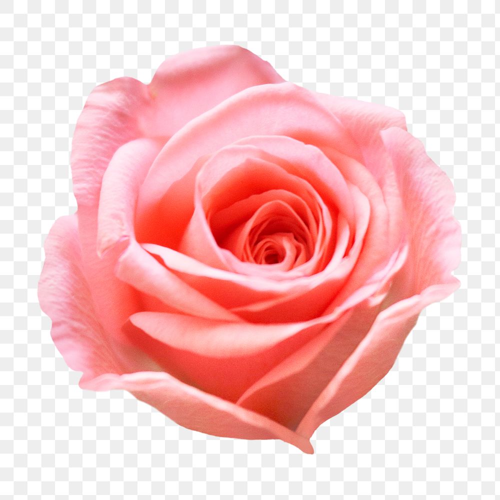Pink rose png, flower clipart, transparent background