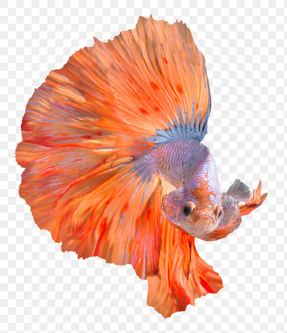 Betta fish png clipart, transparent background