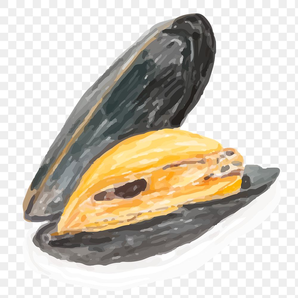 Watercolor mussel sticker png drawing Free PNG Sticker rawpixel