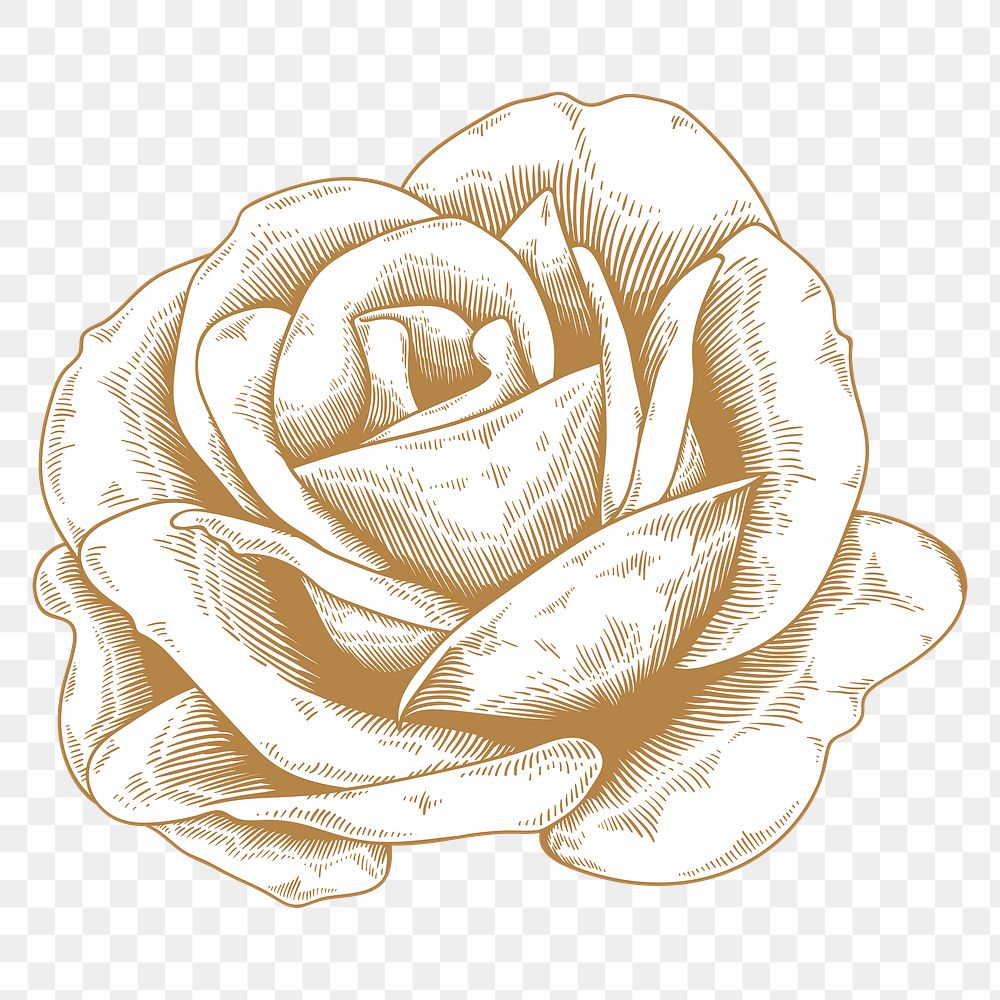 Gold and white rose sticker | Premium PNG Sticker - rawpixel
