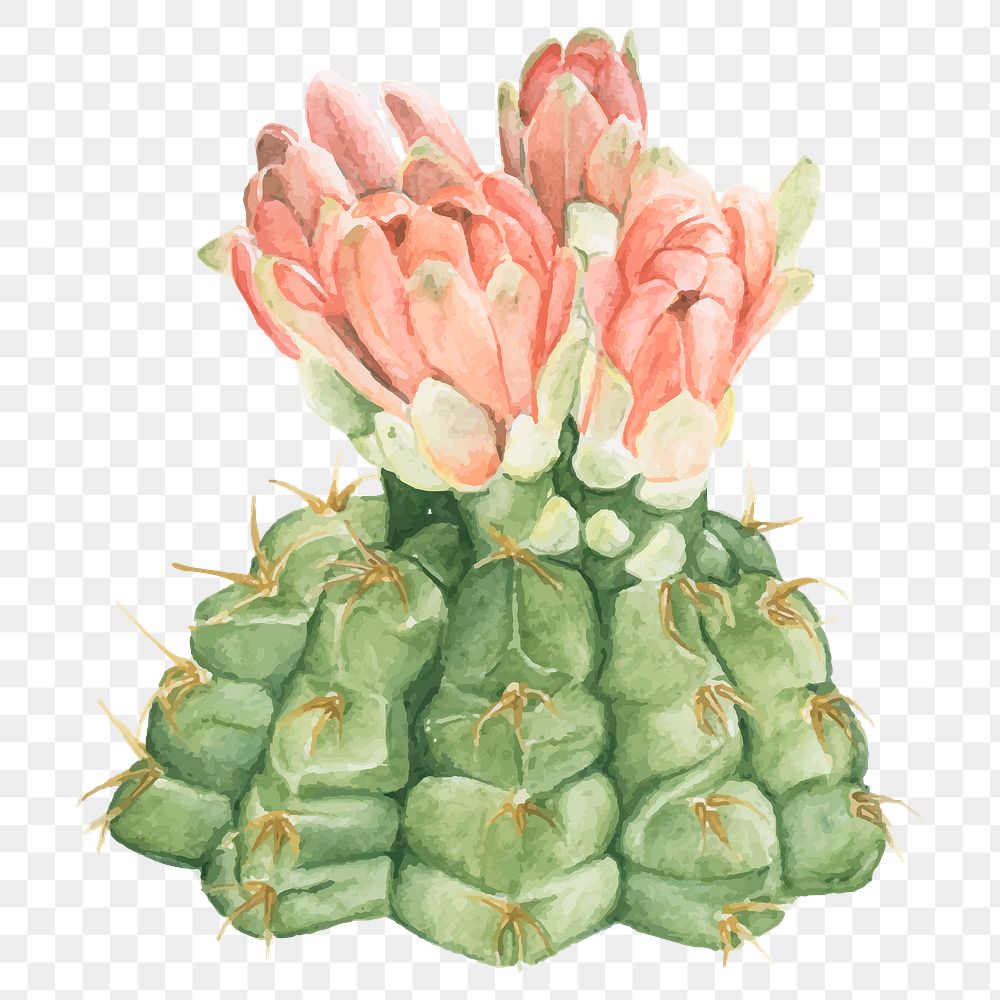 Spider cactus watercolor png plant
