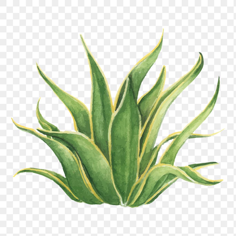 Maguey Images | Free Photos, PNG Stickers, Wallpapers & Backgrounds