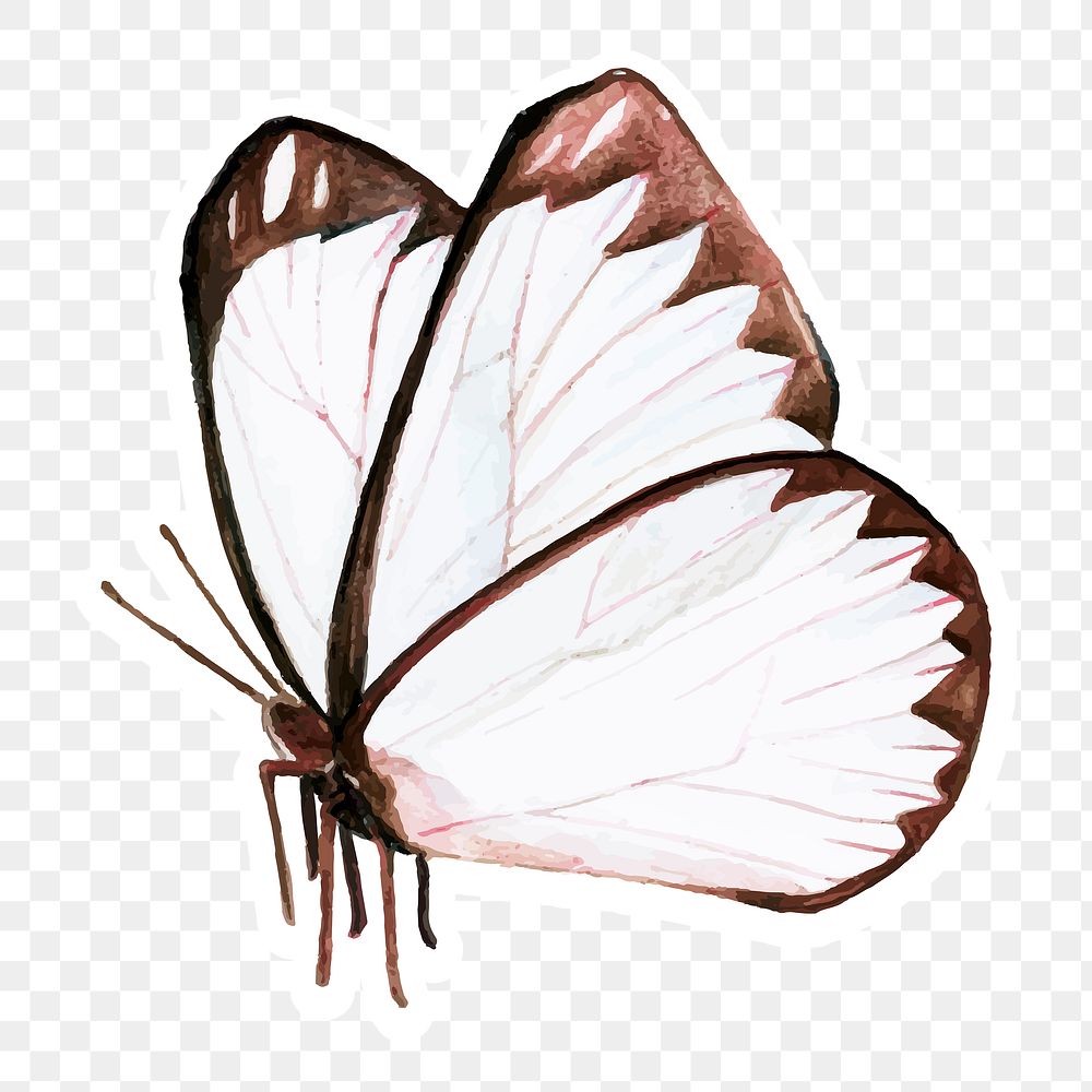White and brown butterfly sticker png
