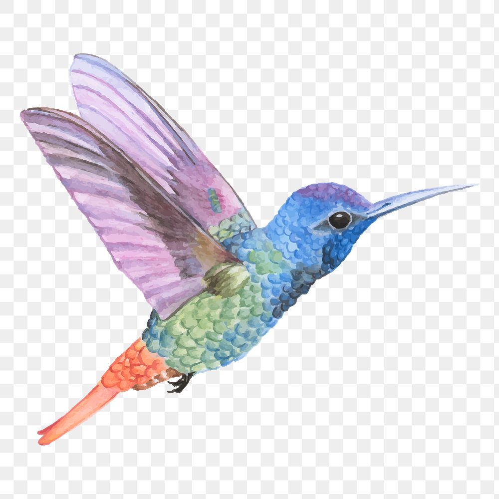 Hand drawn hummingbird transparent png