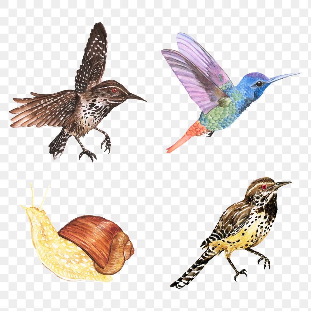 Watercolor bird and snail png set