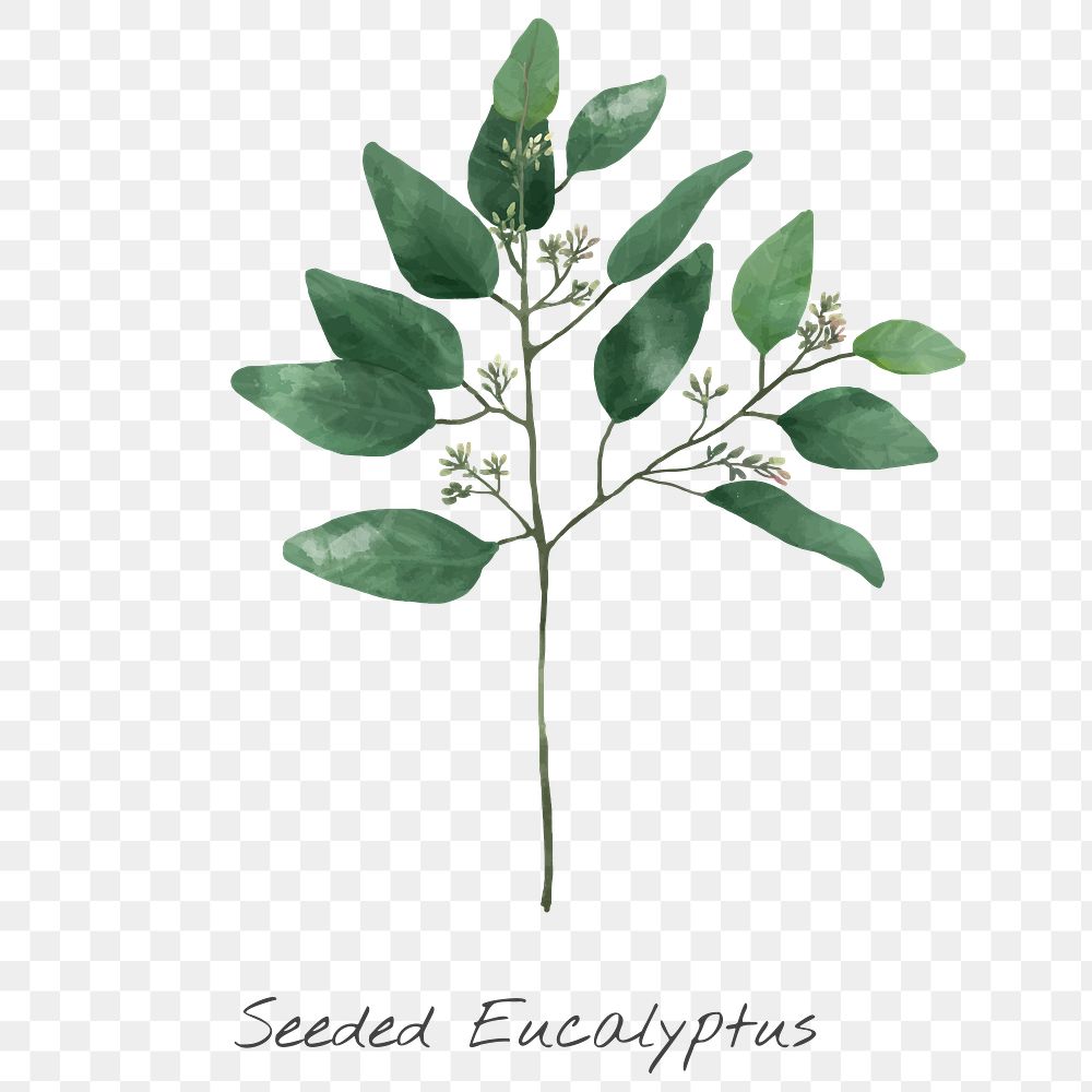 seeded eucalyptus clipart