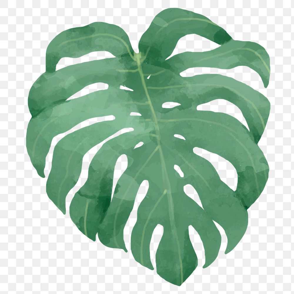 Png monstera watercolor leaf botanical | Premium PNG Sticker - rawpixel