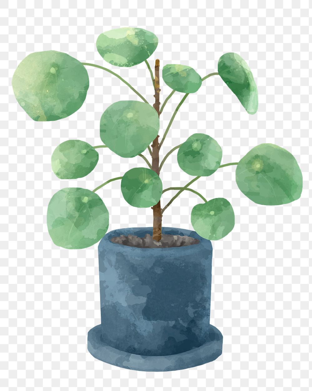 Watercolor png Chinese money plant botanical