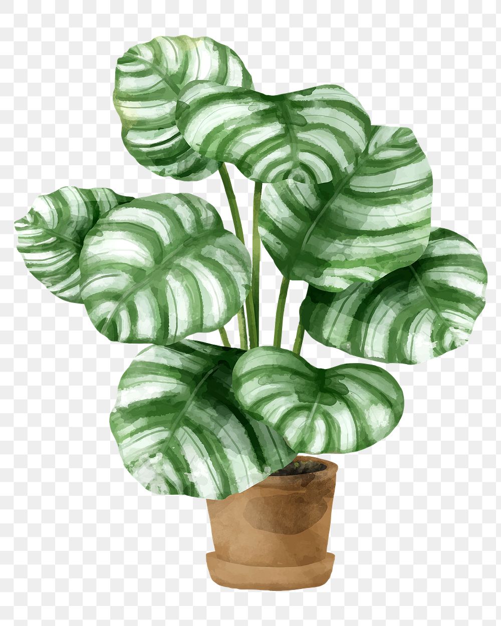 Png calathea orbifolia watercolor leaf botanical