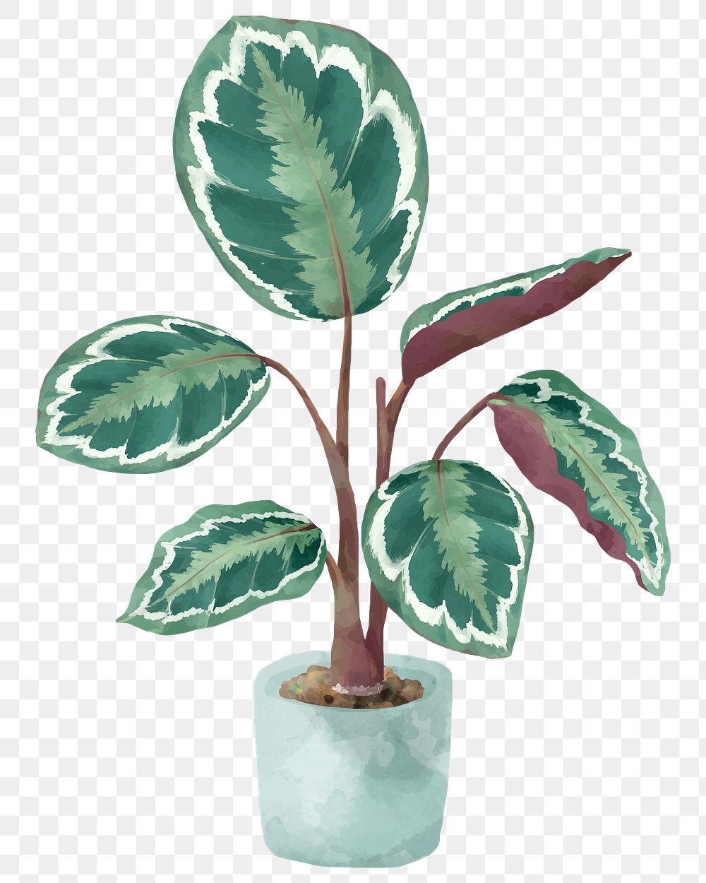 Png rose painted calathea watercolor botanical
