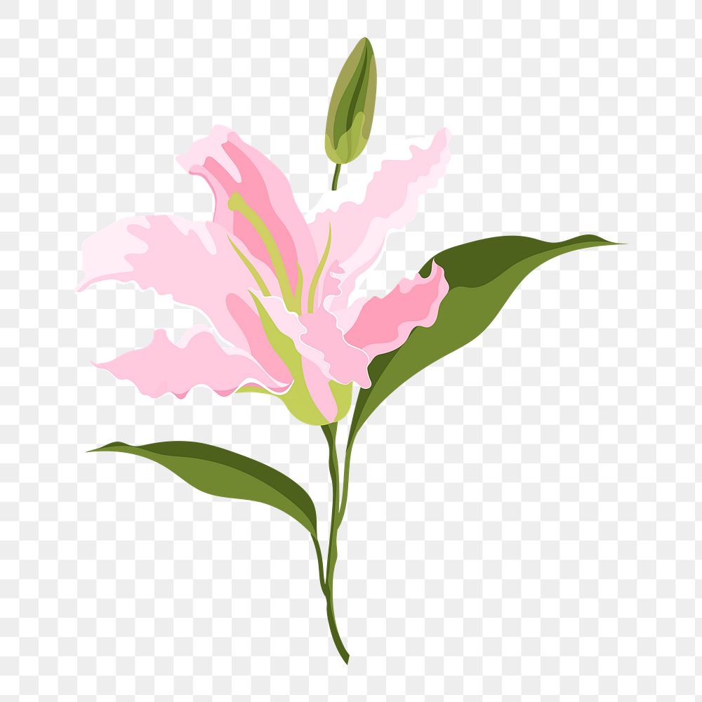 Lily flower png sticker, pink botanical, feminine illustration on transparent background