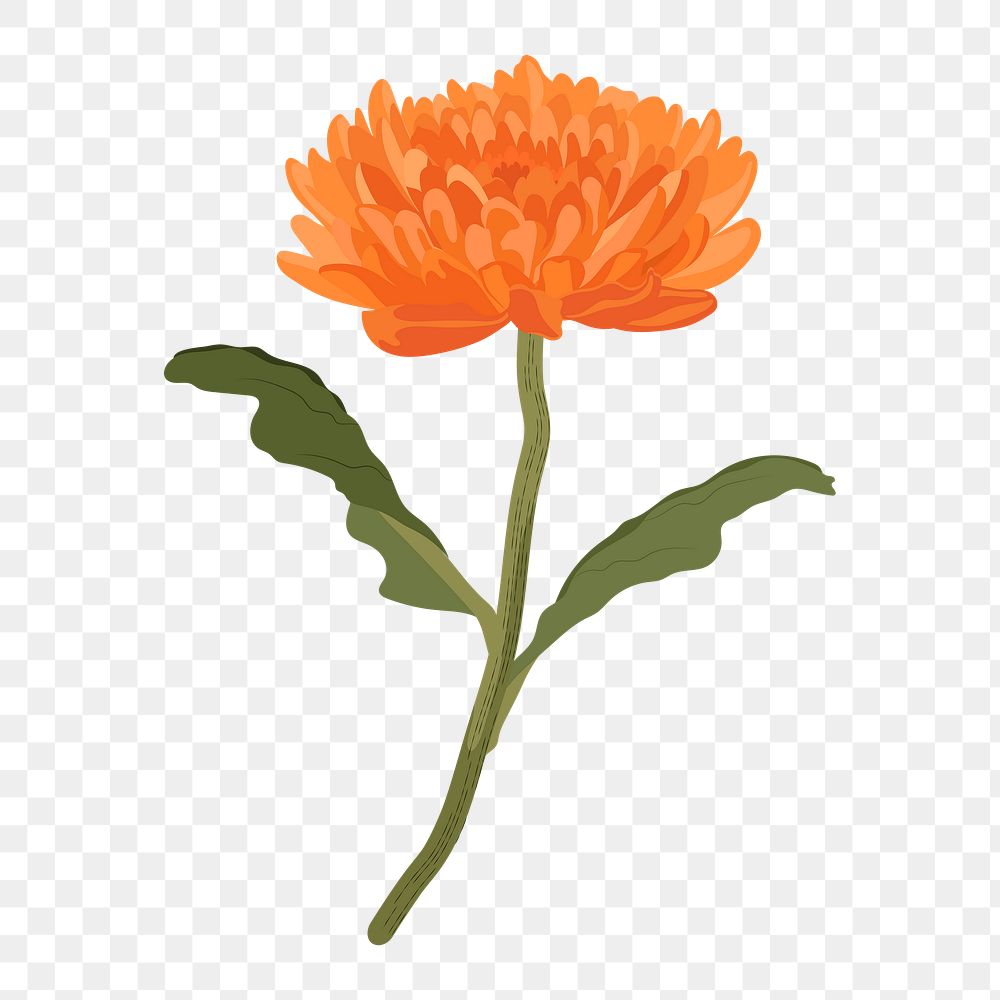 Orange chrysanthemum png flower sticker, Autumn aesthetic on transparent background