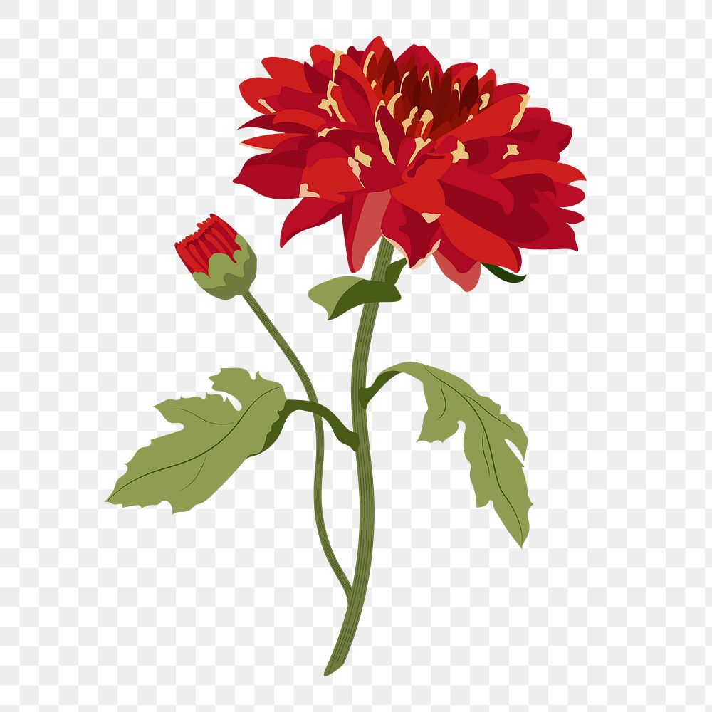 Red flower png sticker, realistic chrysanthemum illustration