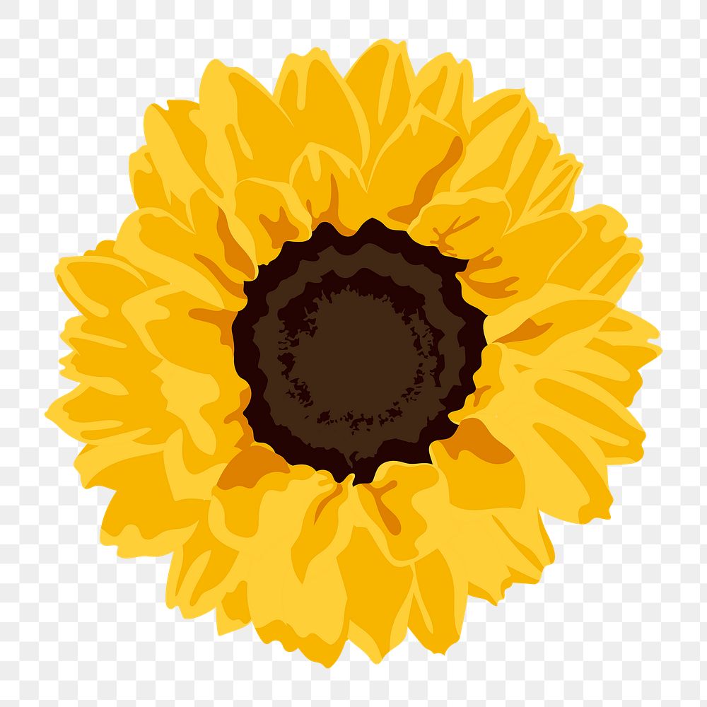 Yellow flower png sticker, sunflower spring illustration on transparent background