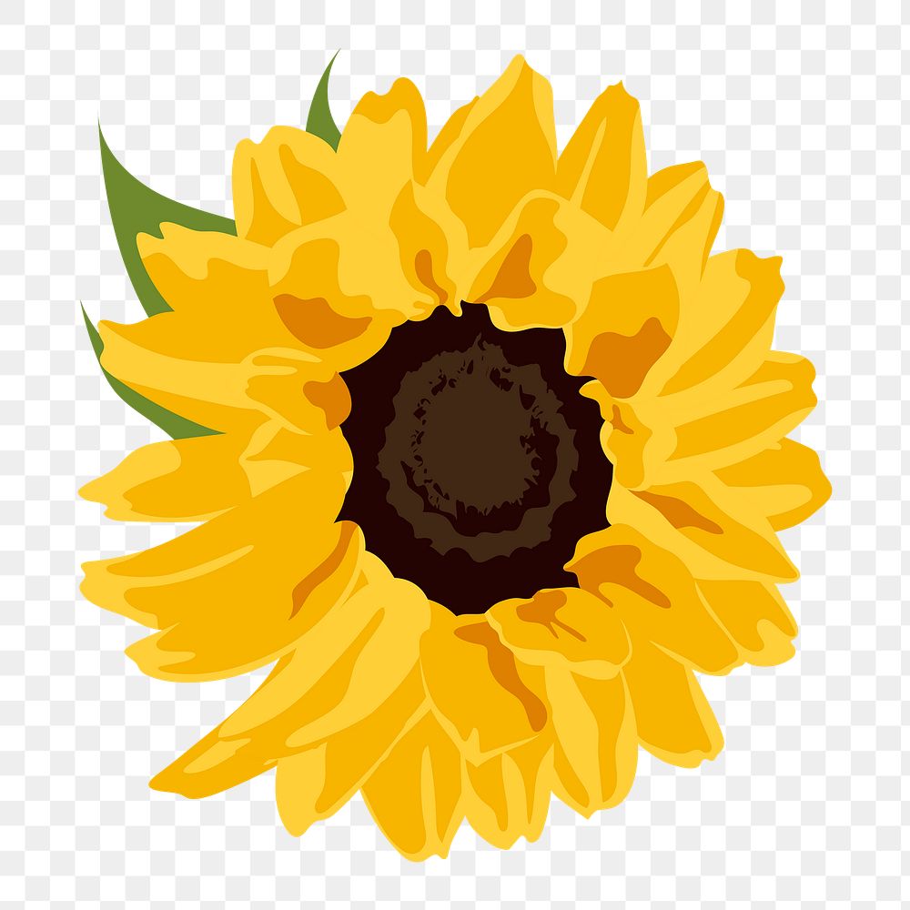 Yellow flower png sticker, sunflower spring illustration on transparent background