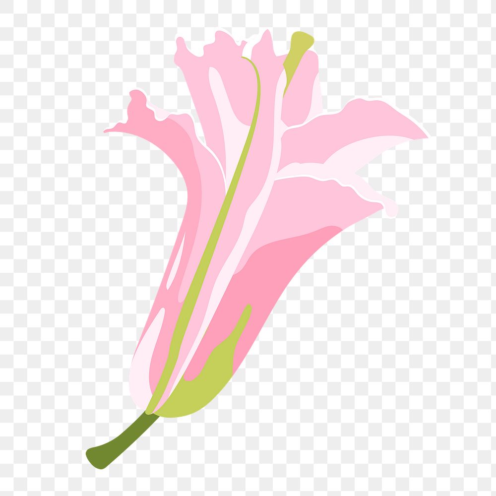 Aesthetic lily png sticker, pink flower illustration on transparent background