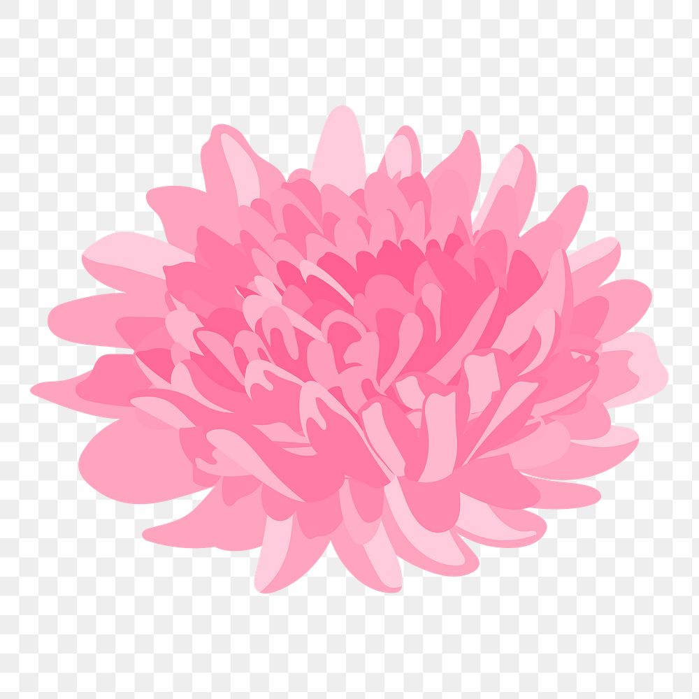 Chrysanthemum flower png sticker, pink feminine illustration 