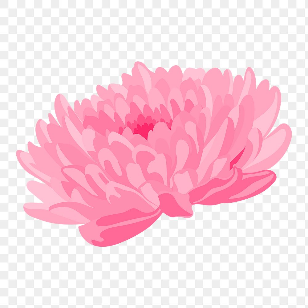Chrysanthemum flower png sticker, pink feminine illustration 