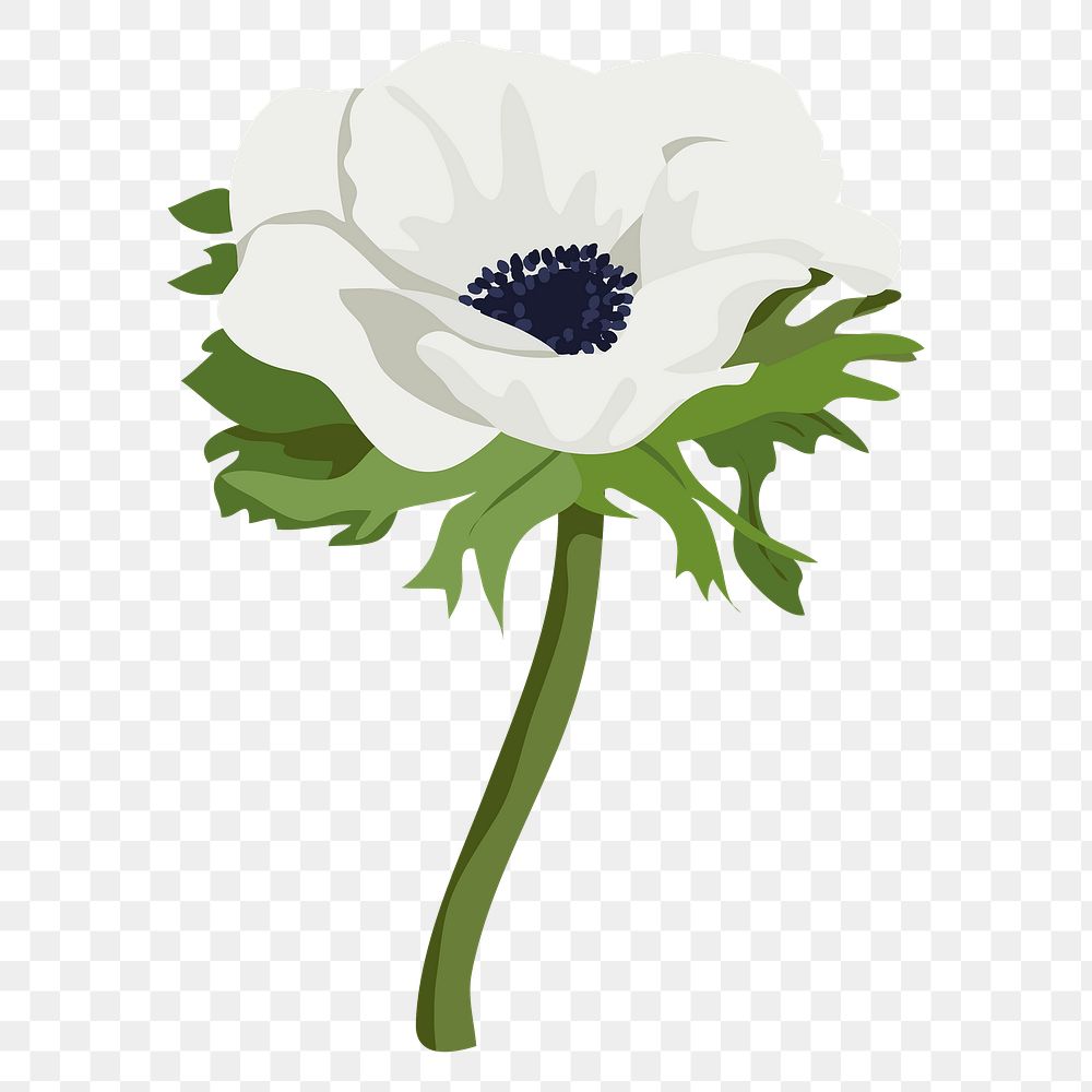 Anemone flower png sticker, white botanical illustration on transparent background