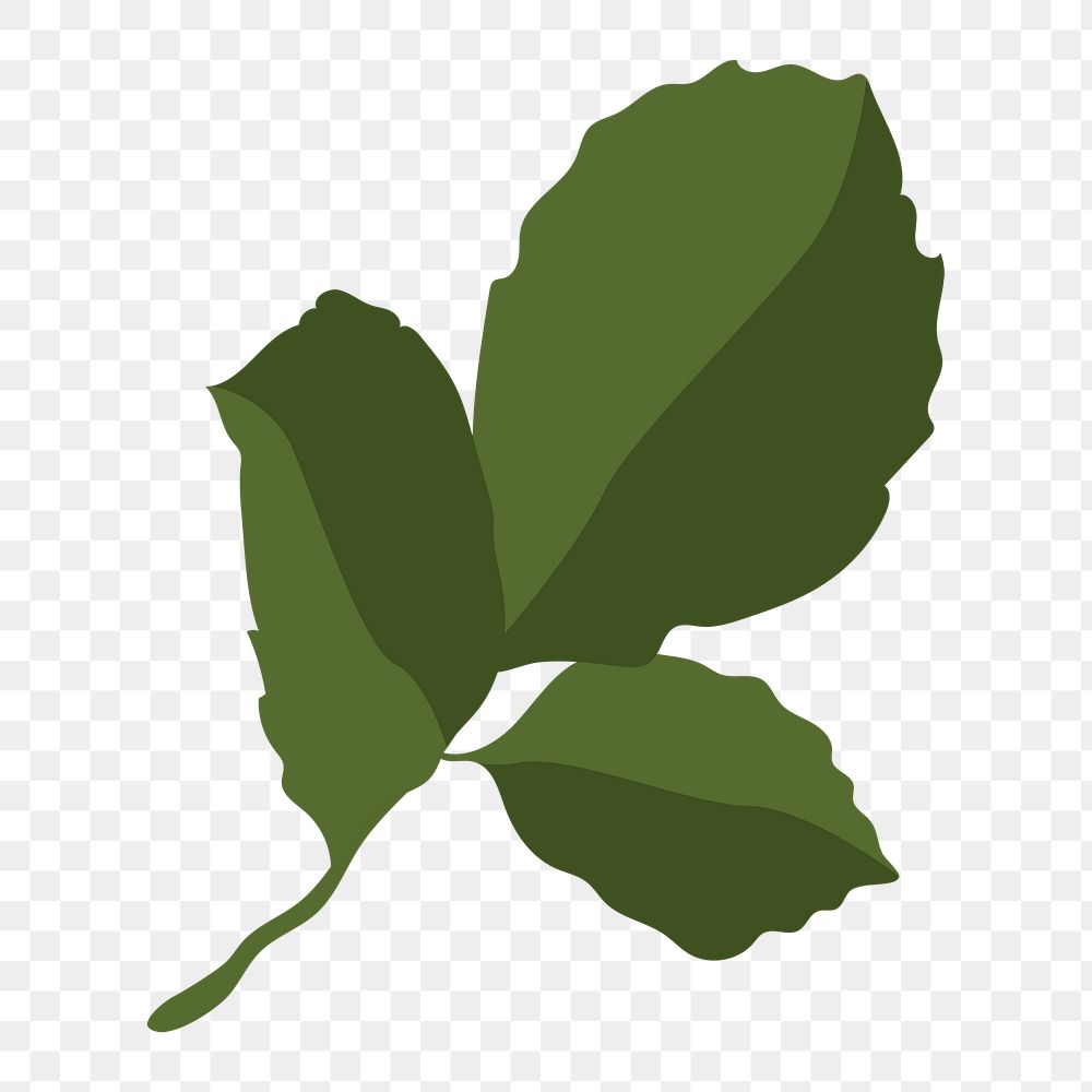 Realistic leaf png sticker, green botanical illustration on transparent background