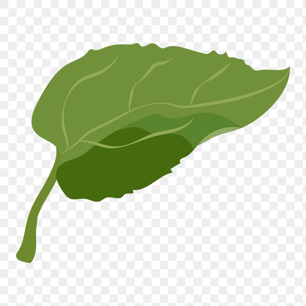 Leaf png collage element, realistic botanical illustration on transparent background