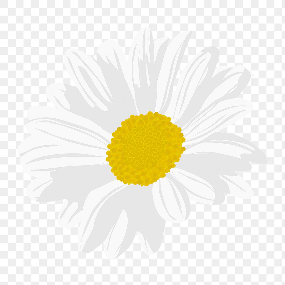 White daisy png sticker, aesthetic | Premium PNG - rawpixel