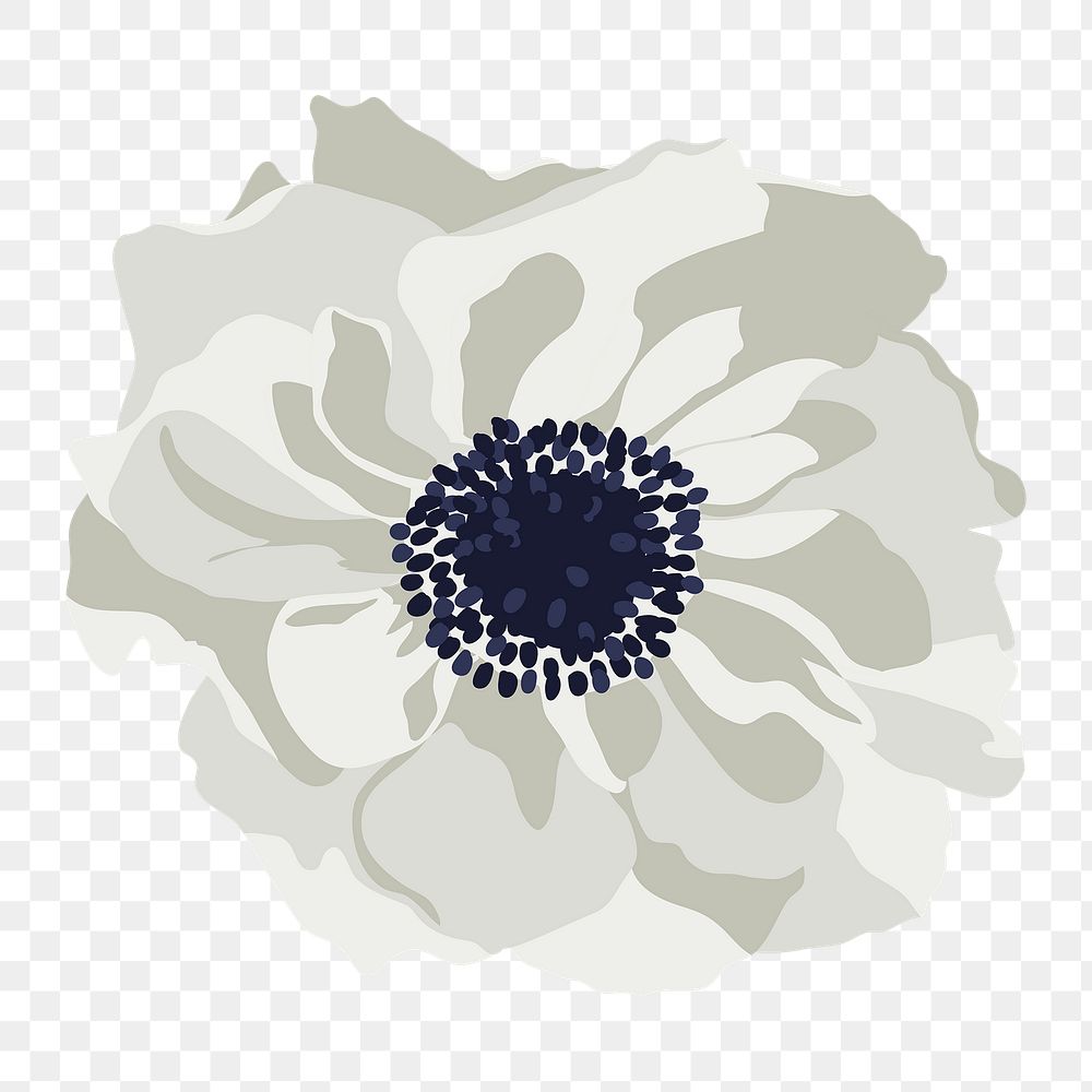 Anemone flower png sticker, white botanical illustration on transparent background