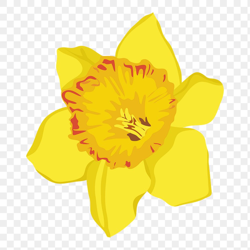 Realistic daffodil png flower sticker, botanical illustration on transparent background