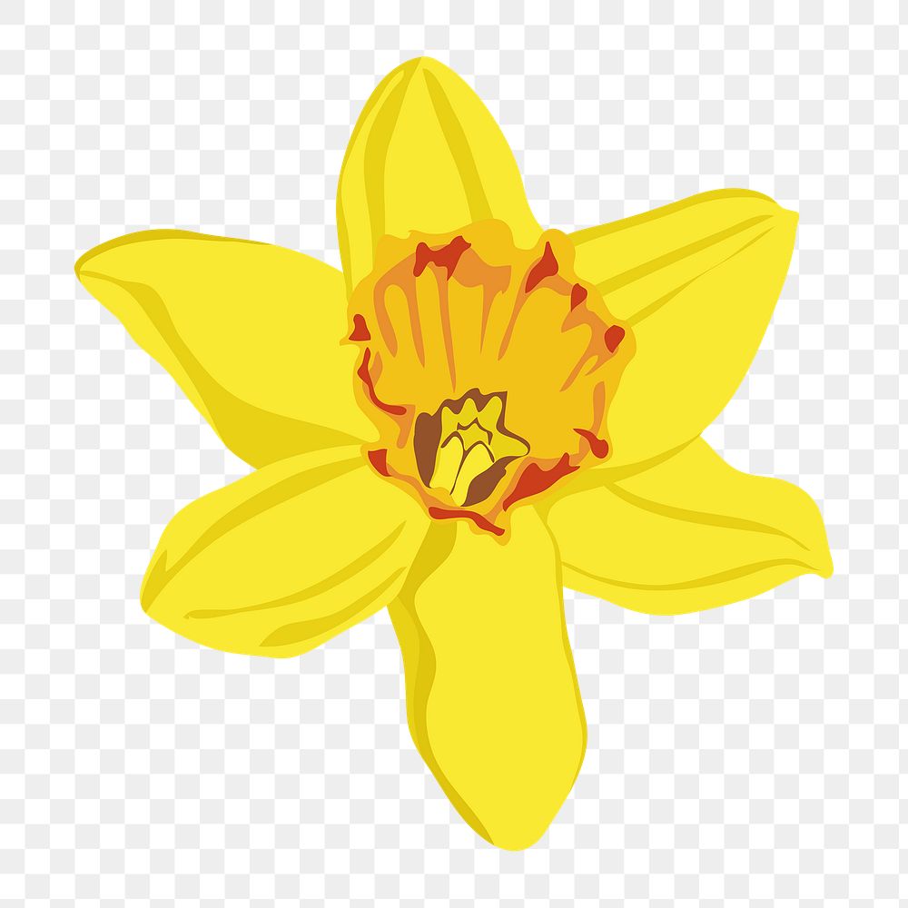 Realistic daffodil png flower sticker, botanical illustration on transparent background