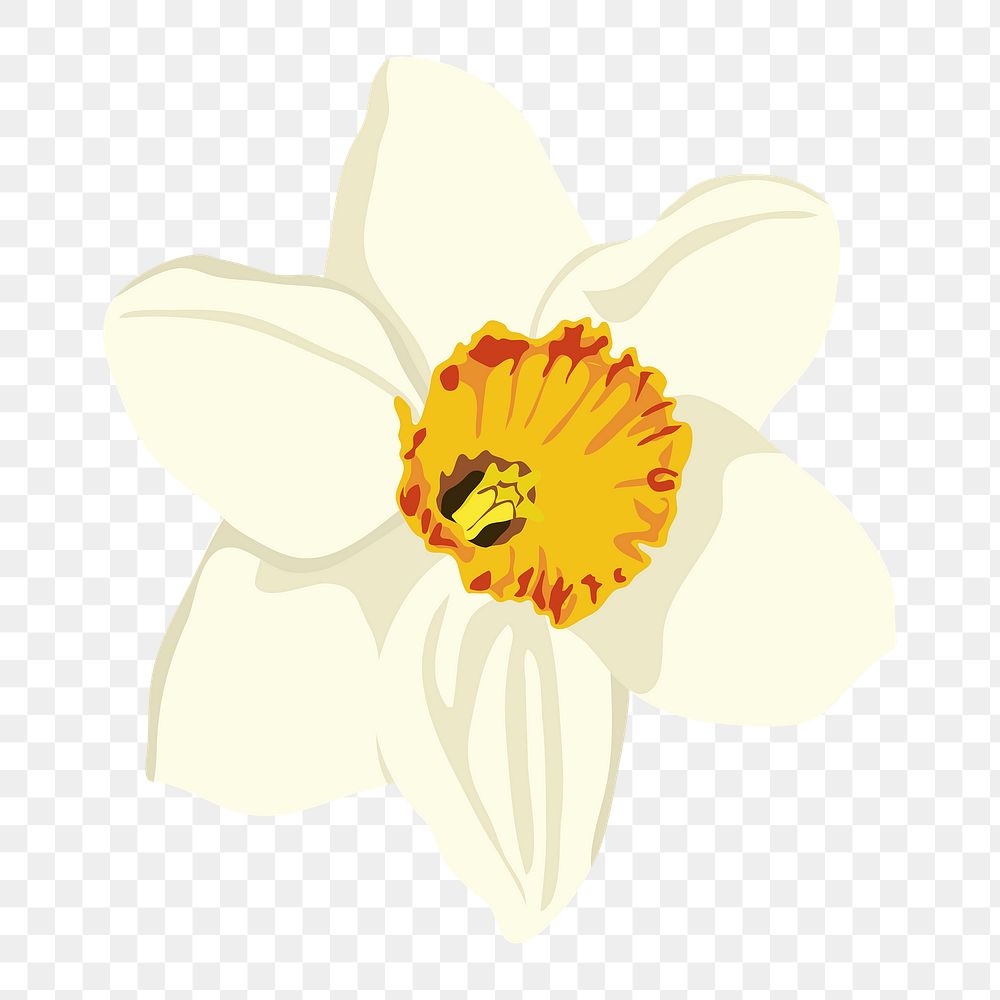Aesthetic flower png sticker, white daffodil on transparent background
