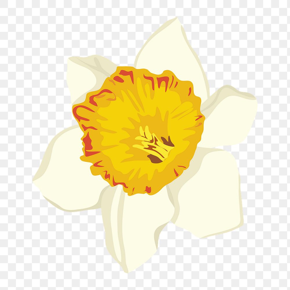 Aesthetic flower png sticker, white daffodil on transparent background