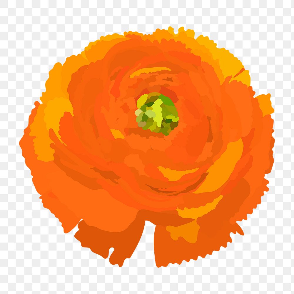 Orange ranunculus png sticker, spring flower illustration on transparent background