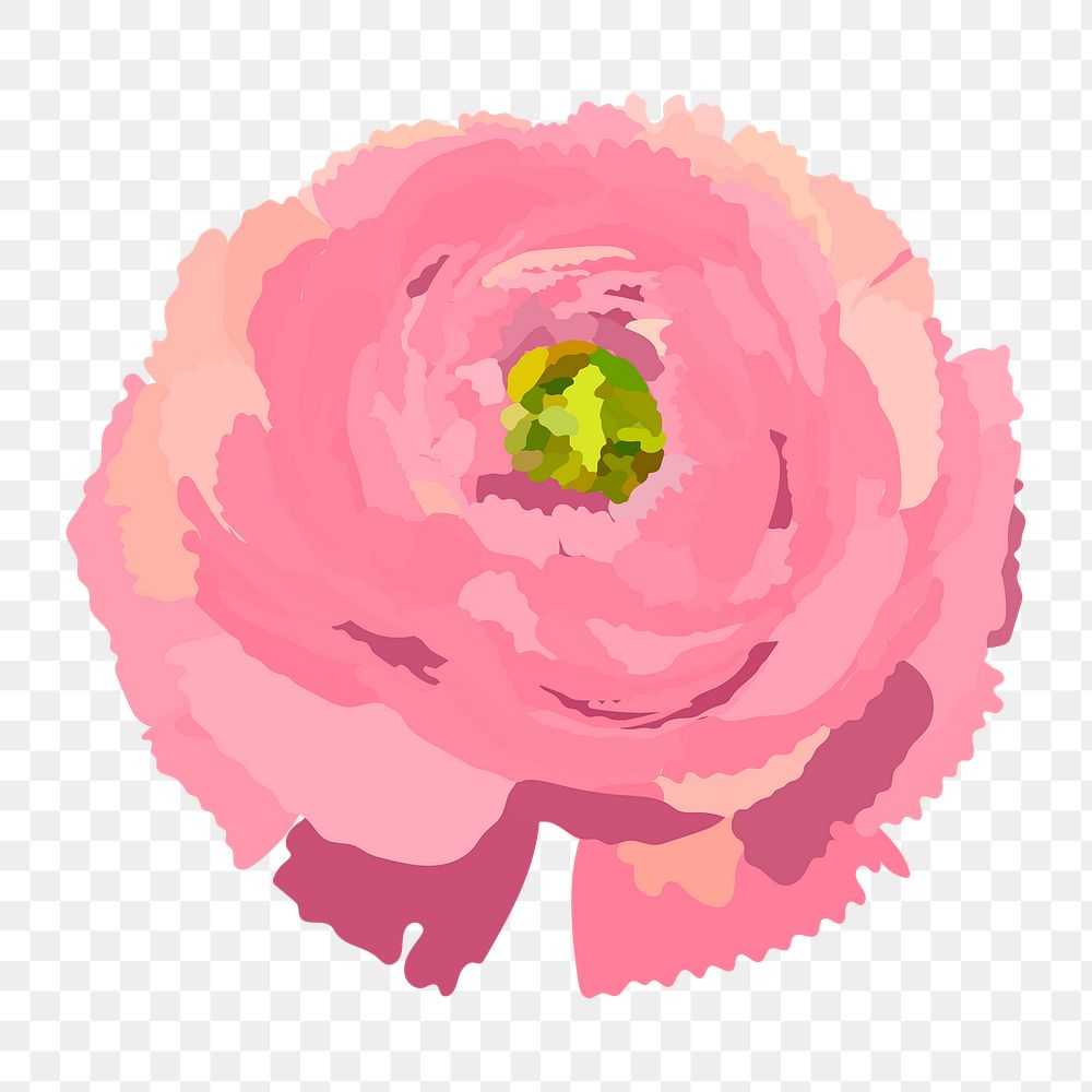 Pink ranunculus png sticker, spring flower illustration on transparent background