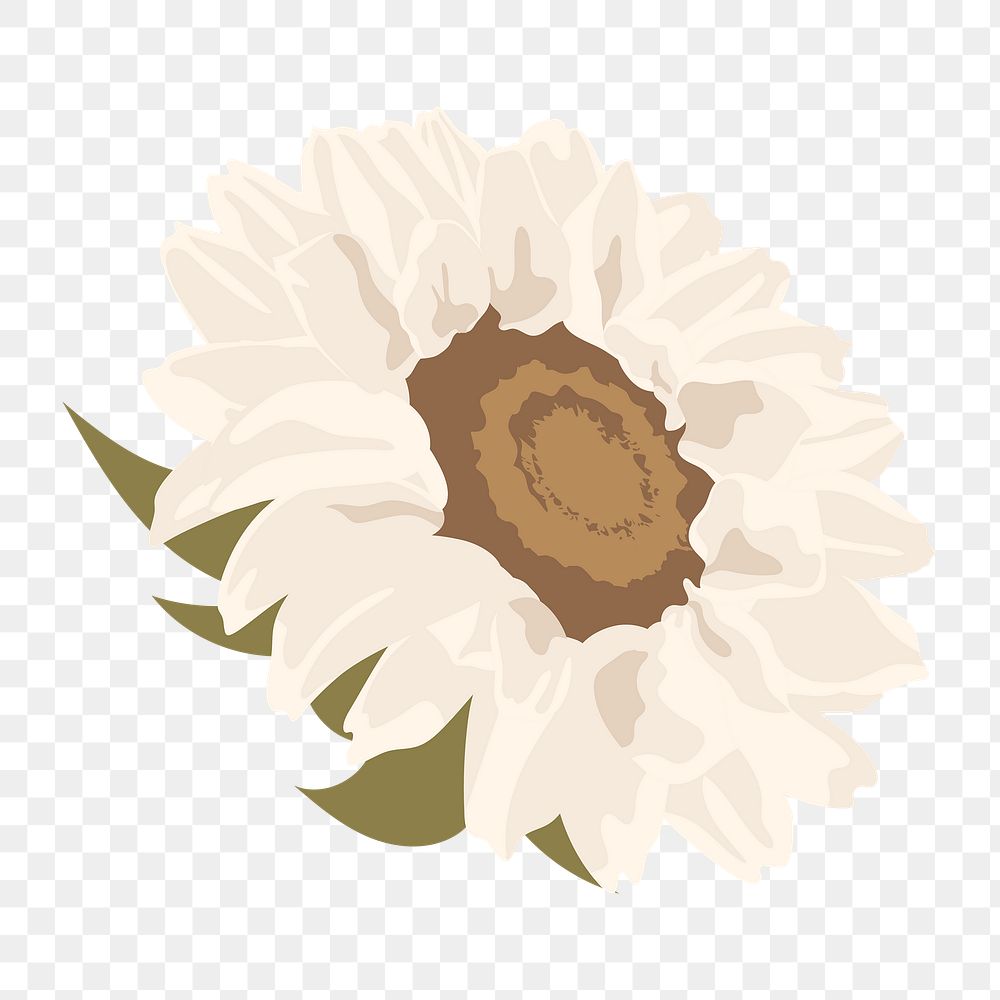 White sunflower png sticker, aesthetic botanical illustration on transparent background