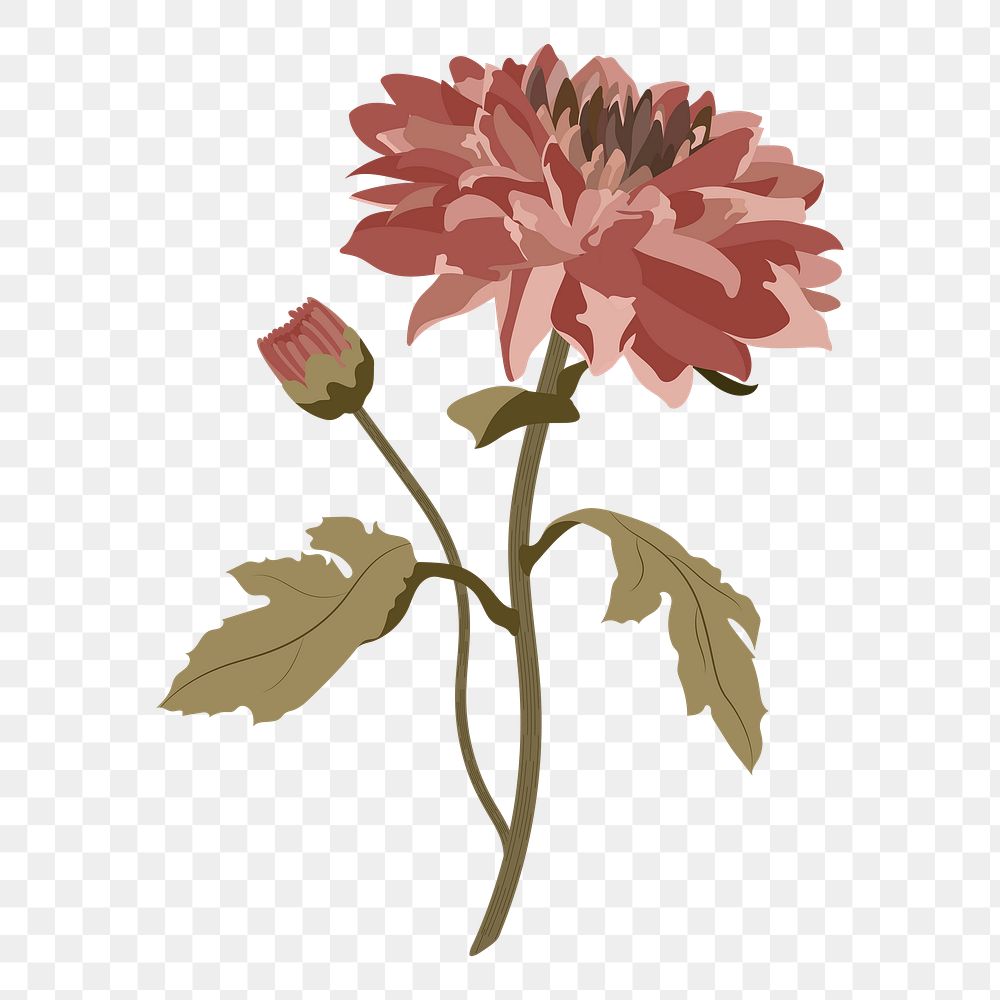 Chrysanthemum flower png sticker, pink earth tone illustration