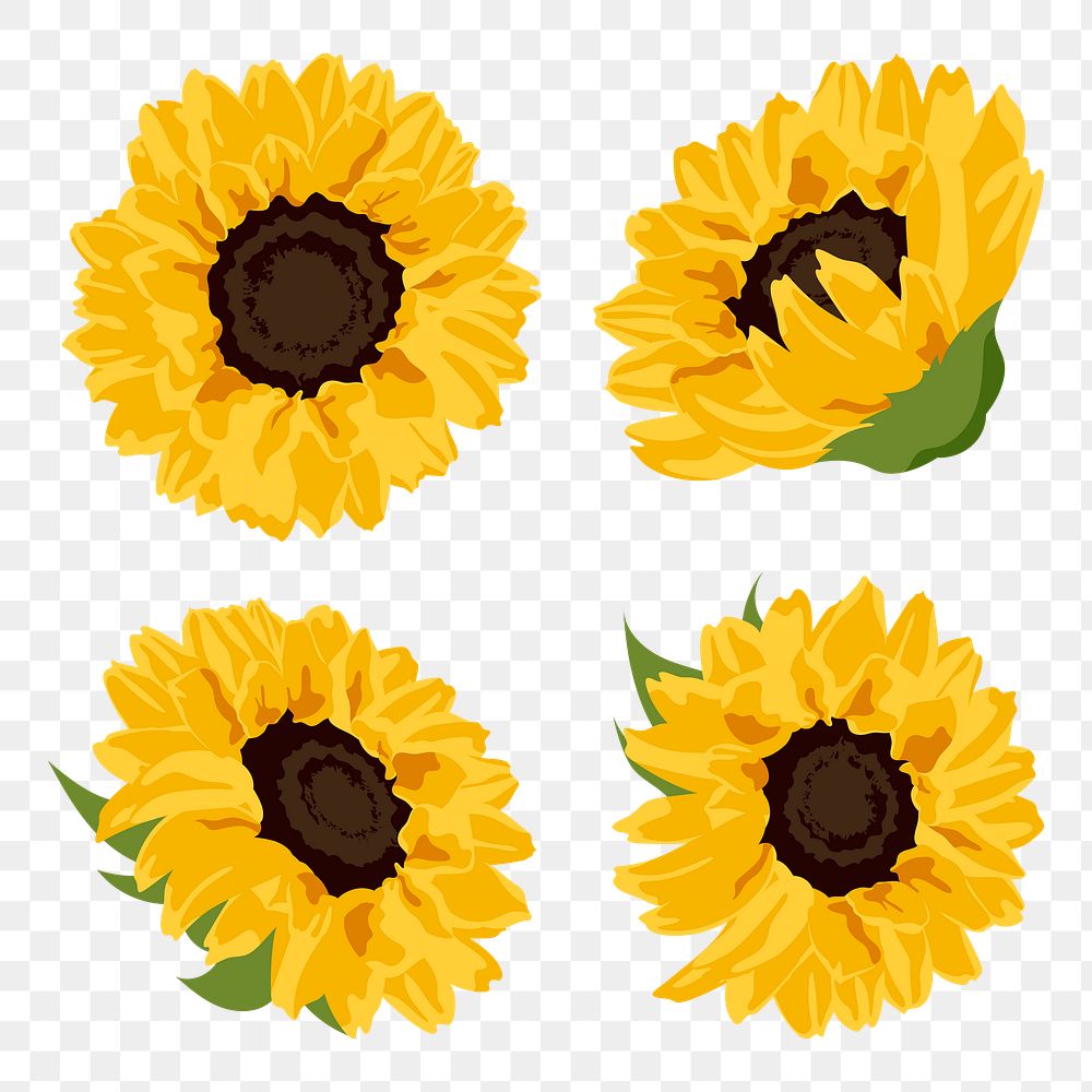 Aesthetic sunflower png sticker, yellow flowers set on transparent background